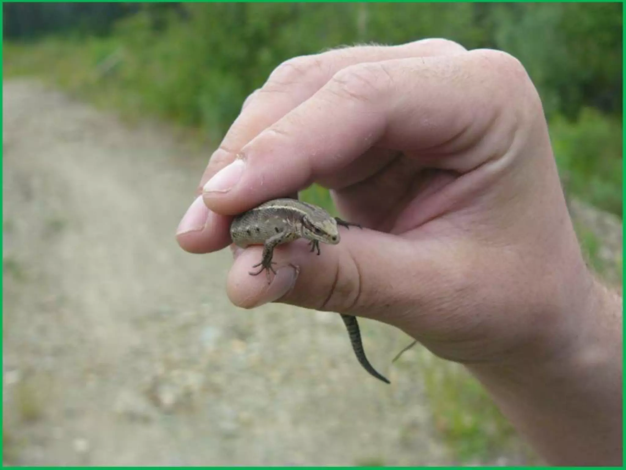 Шаймухаметова Л.А. Мой край – Урал (презентация)