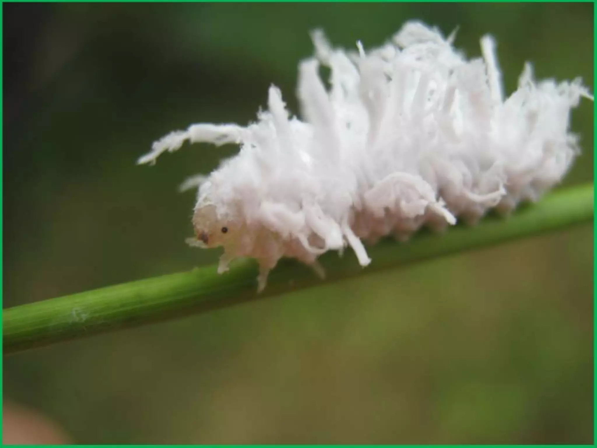 Шаймухаметова Л.А. Мой край – Урал (презентация)