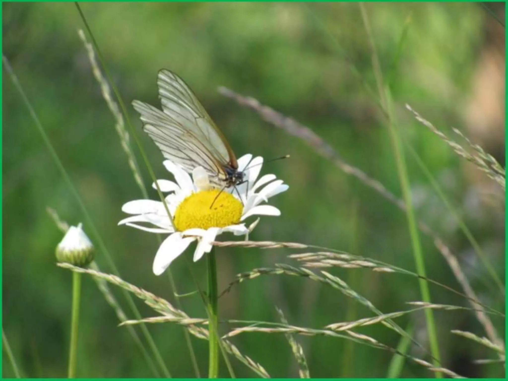 Шаймухаметова Л.А. Мой край – Урал (презентация)