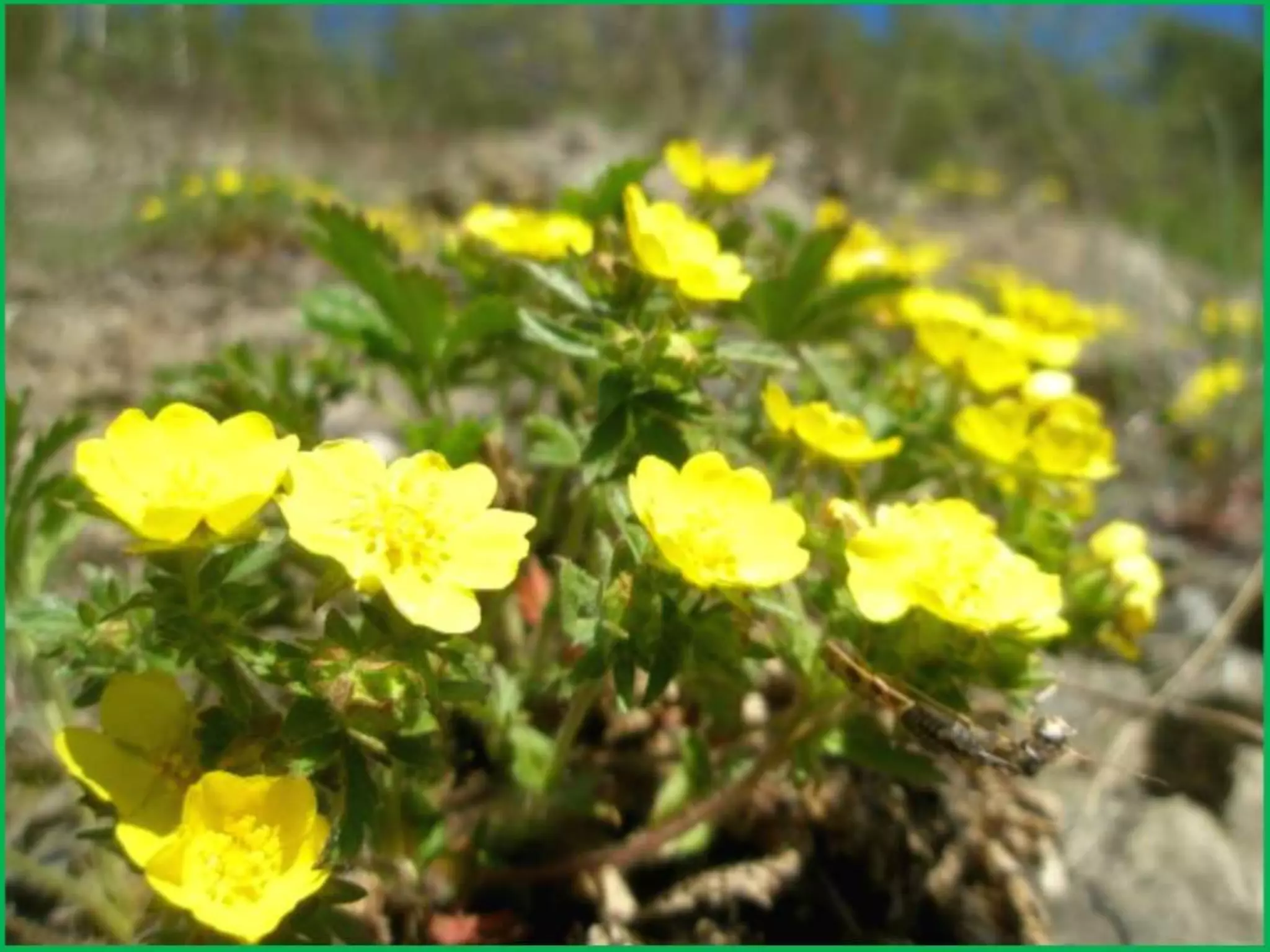 Шаймухаметова Л.А. Мой край – Урал (презентация)