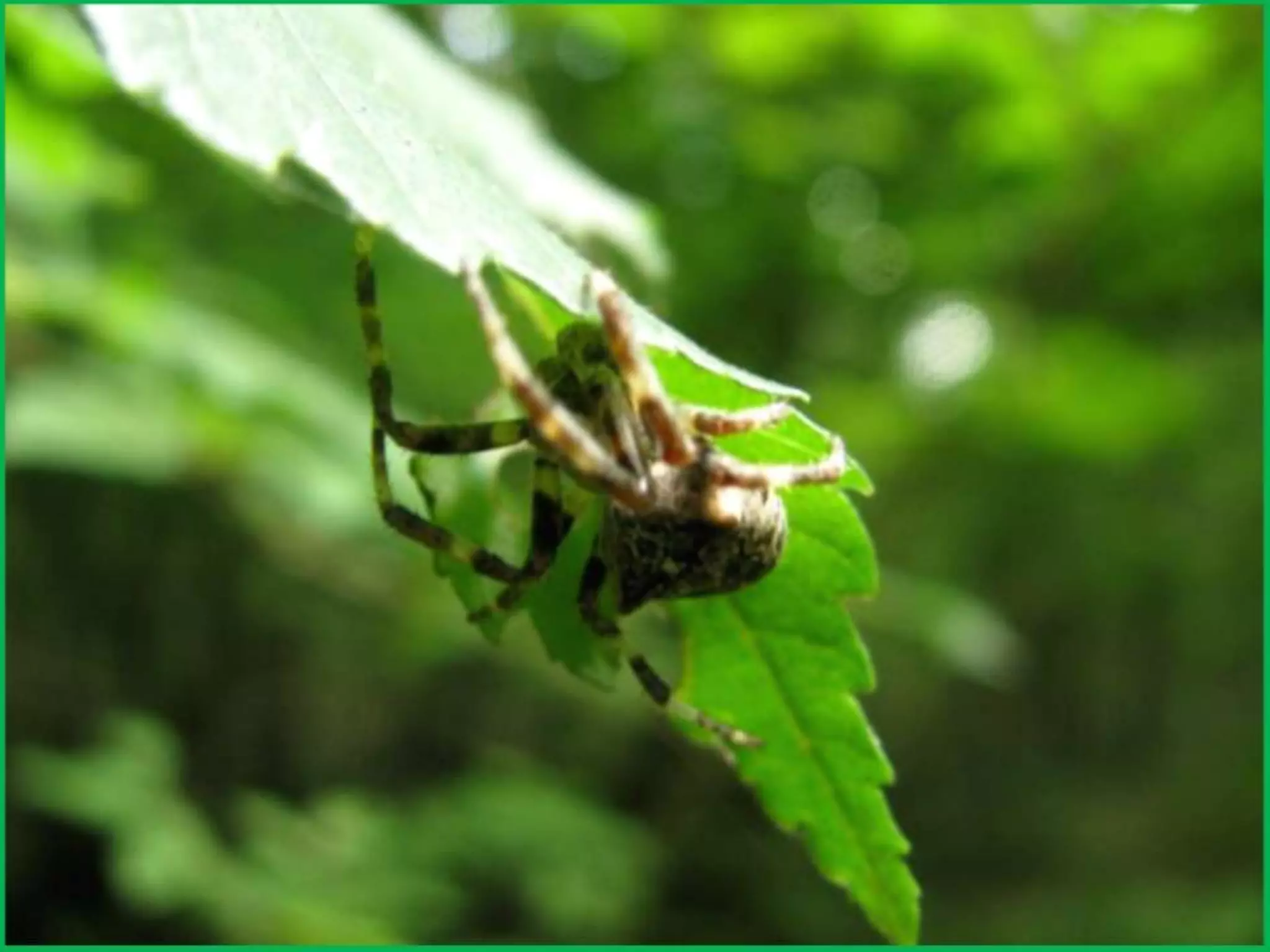 Шаймухаметова Л.А. Мой край – Урал (презентация)