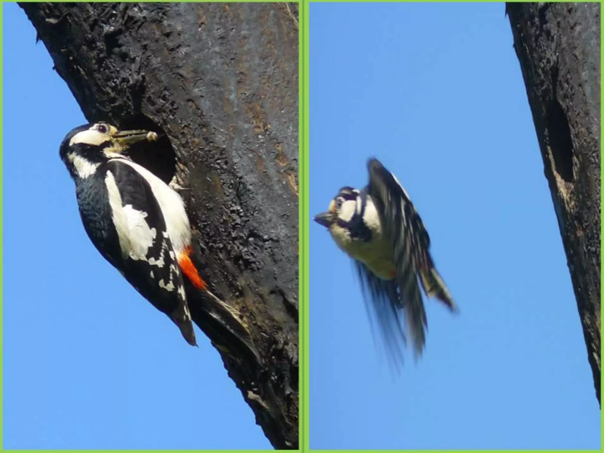Шаймухаметова Л.А. Мой край – Урал (презентация)