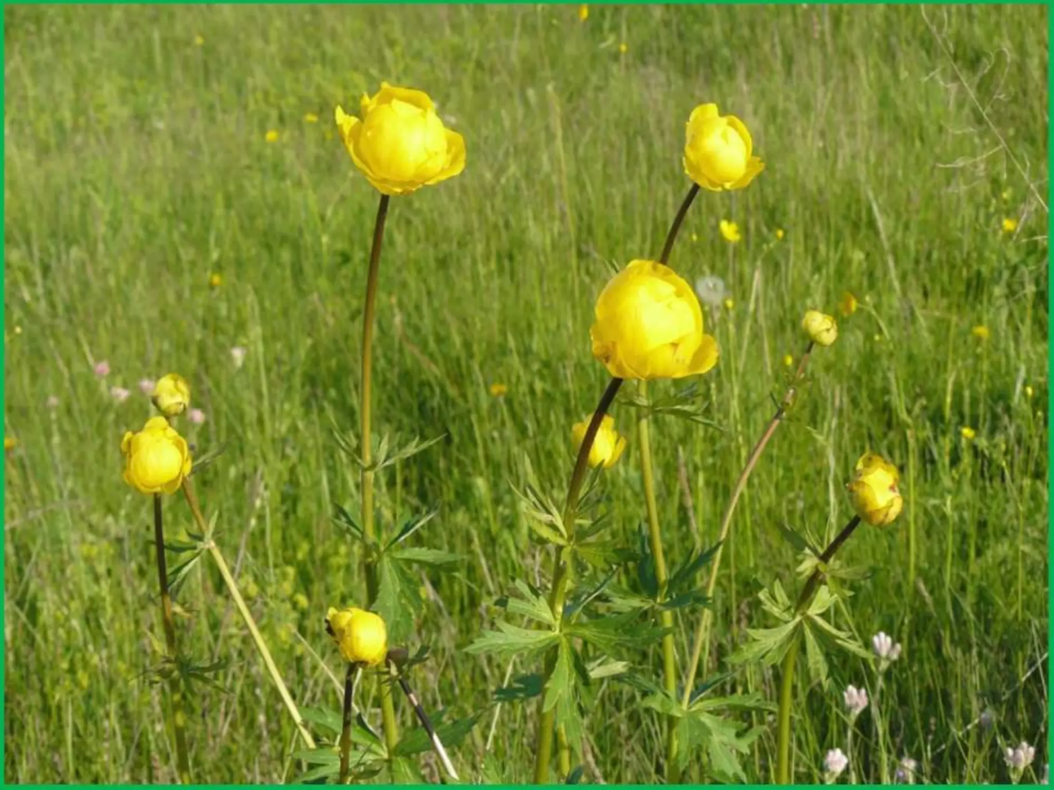 Шаймухаметова Л.А. Мой край – Урал (презентация)
