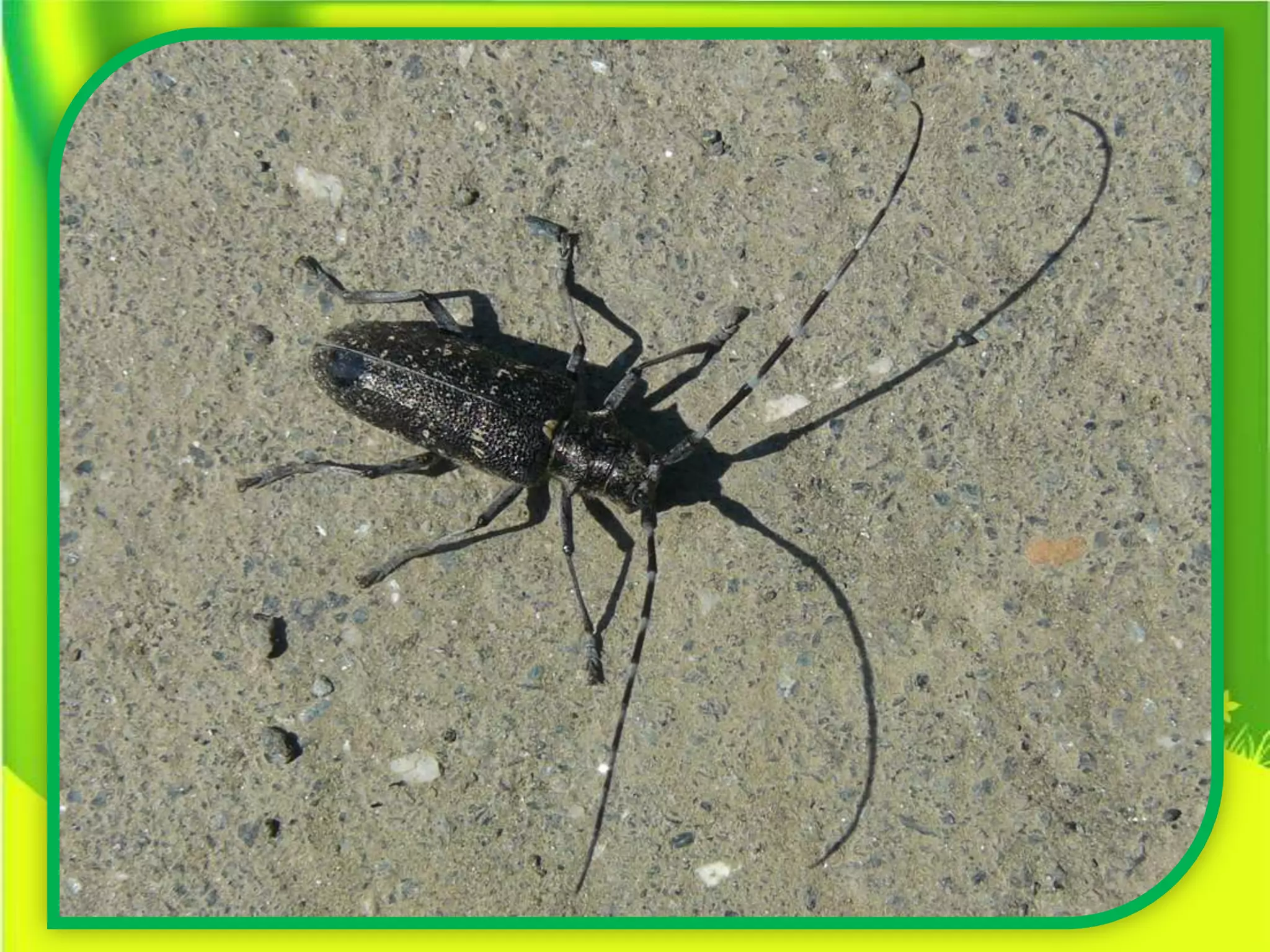 Шаймухаметова Л.А. Мой край – Урал (презентация)