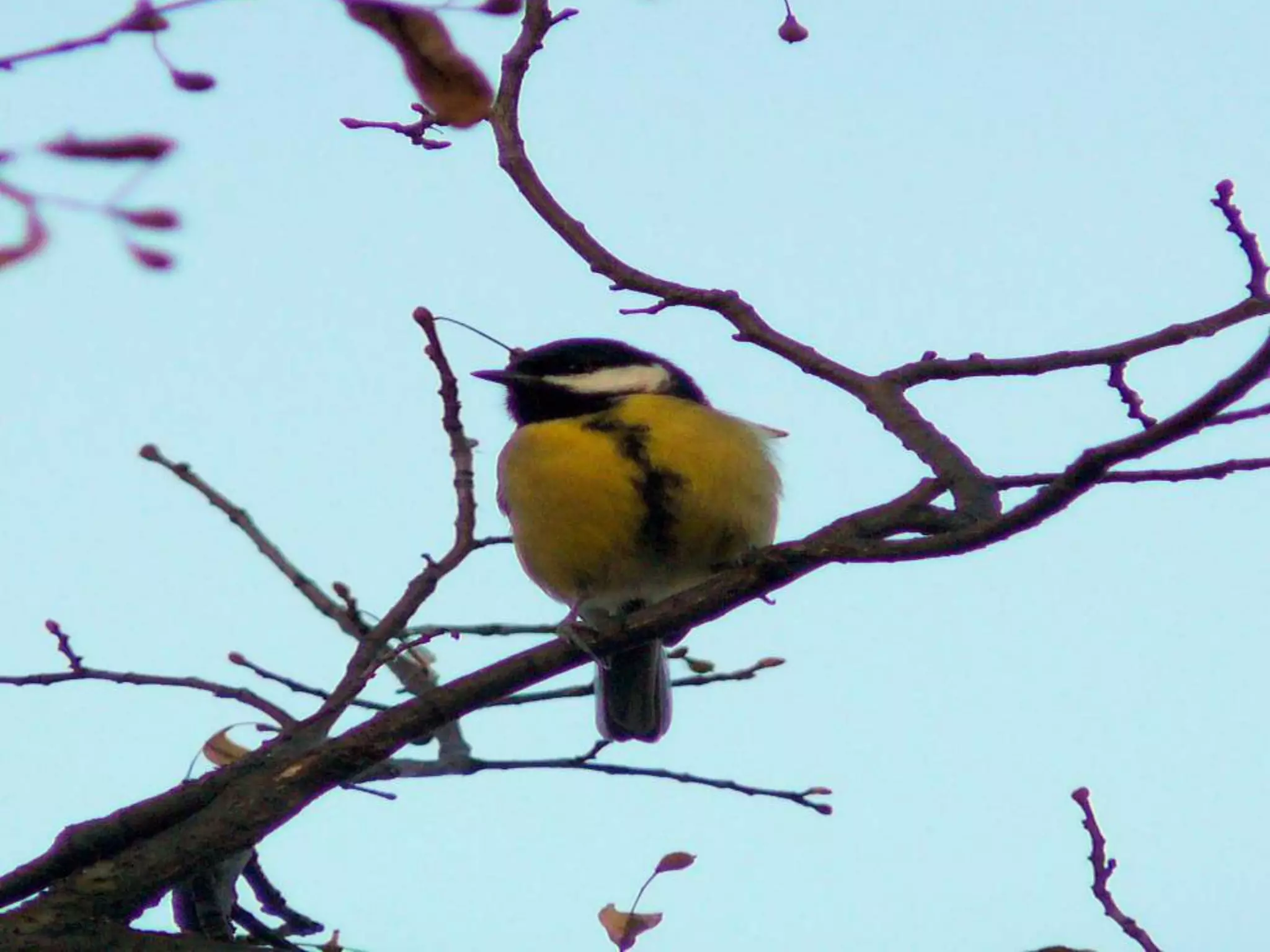 Шаймухаметова Л.А. Мой край – Урал (презентация)
