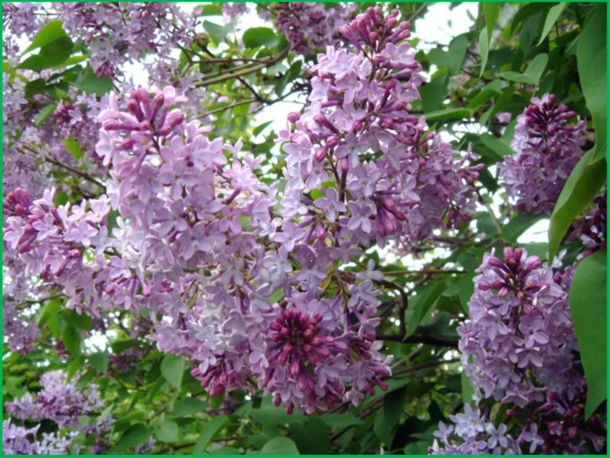 Шаймухаметова Л.А. Мой край – Урал (презентация)