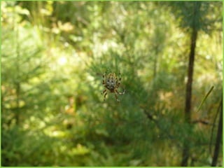 Шаймухаметова Л.А. Мой край – Урал (презентация)