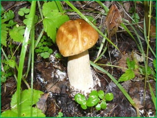 Шаймухаметова Л.А. Мой край – Урал (презентация)