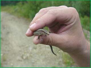 Шаймухаметова Л.А. Мой край – Урал (презентация)