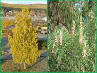 Шаймухаметова Л.А. Мой край – Урал (презентация)