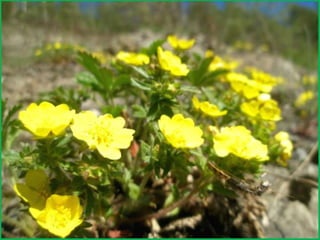 Шаймухаметова Л.А. Мой край – Урал (презентация)