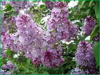 Шаймухаметова Л.А. Мой край – Урал (презентация)