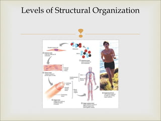 
Levels of Structural Organization
 