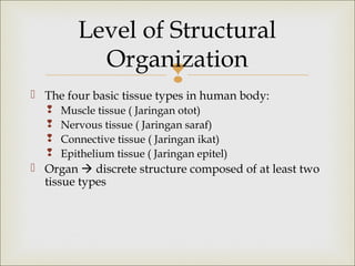 
 The four basic tissue types in human body:
 Muscle tissue ( Jaringan otot)
 Nervous tissue ( Jaringan saraf)
 Connective tissue ( Jaringan ikat)
 Epithelium tissue ( Jaringan epitel)
 Organ  discrete structure composed of at least two
tissue types
Level of Structural
Organization
 
