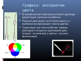 Графика: восприятие
цвета
 В человеческом глазе присутствуют два вида
рецепторов: палочки и колбочки.
 Палочки реагируют на оттенки серого, а
колбочки воспринимают спектр цветов.
 Существует три типа колбочек: первые
реагируют на красно-оранжевый цвет,
вторые - на зеленый, а третьи - на сине-
фиолетовый.
 