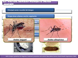 Principal vector mundial del dengue
Ocupa áreas urbanas con/sin vegetación
Preferencia por alimentarse de humanos
1200 metros sobre el nivel del mar
Principal sitio de replicación contenedores de agua
Aedes aegypti Aedes albopictus
WHO. Dengue: guidelines for diagnosis, treatment, prevention and control. New edition Geneva: World Health Organization; 2009.
c). VECTOR: Hembra mosquito Aedes
aegypti
 