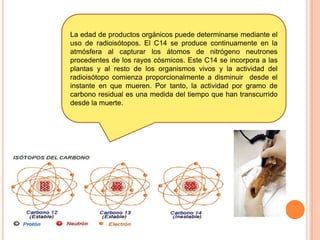 La edad de productos orgánicos puede determinarse mediante el
uso de radioisótopos. El C14 se produce continuamente en la
atmósfera al capturar los átomos de nitrógeno neutrones
procedentes de los rayos cósmicos. Este C14 se incorpora a las
plantas y al resto de los organismos vivos y la actividad del
radioisótopo comienza proporcionalmente a disminuir desde el
instante en que mueren. Por tanto, la actividad por gramo de
carbono residual es una medida del tiempo que han transcurrido
desde la muerte.
 