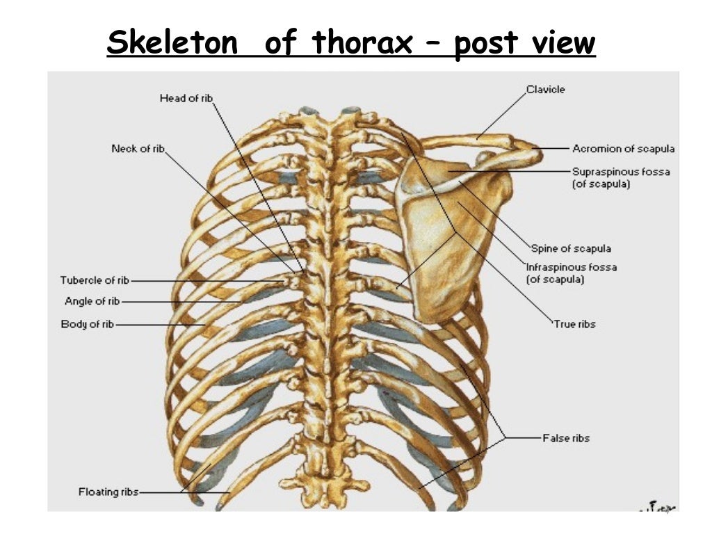 thorax overview