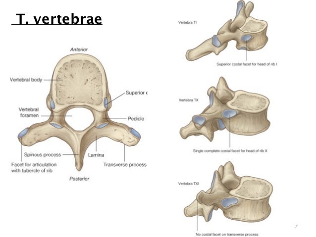thorax overview