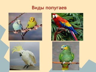 Виды попугаев
 