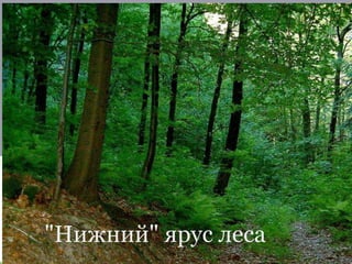 "Нижний" ярус леса
 