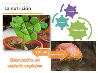 4.Funciones celulares
La nutrición
INTERCAMBIOS
Materia
Energía
Autótrofa
Heterótrofa
 