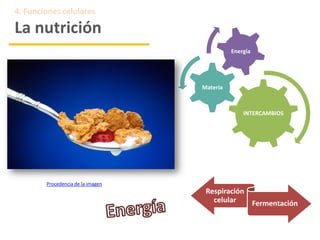 Procedencia de la imagen
4. Funciones celulares
La nutrición
Respiración
celular Fermentación
INTERCAMBIOS
Materia
Energía
 