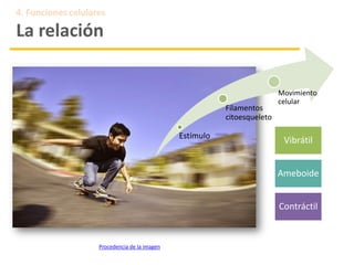 Procedencia de la imagen
4. Funciones celulares
La relación
Estímulo
Filamentos
citoesqueleto
Movimiento
celular
Vibrátil
Ameboide
Contráctil
 
