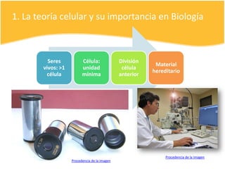 1. La teoría celular y su importancia en Biología
Seres
vivos: >1
célula
Célula:
unidad
mínima
División
célula
anterior
Material
hereditario
Procedencia de la imagen
Procedencia de la imagen
 