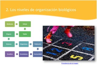 2. Los niveles de organización biológicos
Molécula Célula
TejidoÓrgano
Sistema Organismo Población
ComunidadEcosistemaEcosfera
Procedencia de la imagen
 