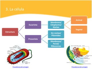 3. La célula
Estructura
Eucariota
Membrana/
Citoplasma/
Núcleo
Animal
Vegetal
Procariota
Sin núcleo/
Plásmidos
Membrana/
Pared/
Ribosomas
Procedencia de la imagenProcedencia de la imagen
 