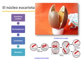 El núcleo eucariota
Procedencia de la imagen
Envoltura
nuclear
Nucleoplasma
Cromatina
Nucleolo
Procedencia de la imagen
 