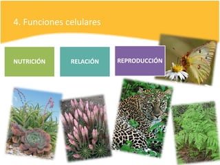 4. Funciones celulares
NUTRICIÓN RELACIÓN REPRODUCCIÓN
 