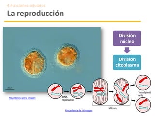 Procedencia de la imagen
4.Funciones celulares
La reproducción
División
núcleo
División
citoplasma
Procedencia de la imagen
 