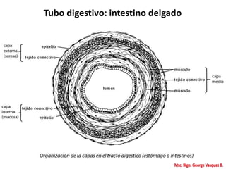 Tubo digestivo: intestino delgado
 