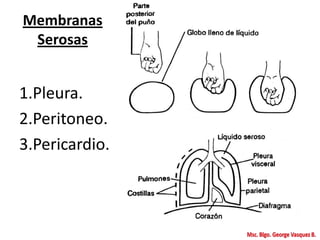 Membranas
Serosas
1.Pleura.
2.Peritoneo.
3.Pericardio.
 