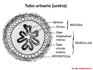 Tubo urinario (uretra)
 