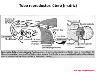 Tubo reproductor: útero (matriz)
 