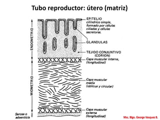 Tubo reproductor: útero (matriz)
 