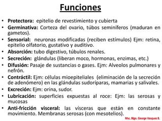Funciones
• Protectora: epitelio de revestimiento y cubierta
• Germinativa: Corteza del ovario, túbos seminíferos (maduran en
gametos).
• Sensorial: neuronas modificadas (reciben estímulos) Ejm: retina,
epitelio olfatorio, gustativo y auditivo.
• Absorción: tubo digestivo, túbulos renales.
• Secreción: glándulas (liberan moco, hormonas, enzimas, etc.)
• Difusión: Pasaje de sustancias o gases. Ejm: Alveolos pulmonares y
nefrón.
• Contráctil: Ejm: células mioepiteliales (eliminación de la secreción
de adenómero) en las glándulas sudoríparas, mamarias y salivales.
• Excreción: Ejm: orina, sudor.
• Lubricación: superficies expuestas al roce: Ejm: las serosas y
mucosas
• Anti-fricción visceral: las vísceras que están en constante
movimiento. Membranas serosas (con mesotelios).
 