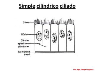 Simple cilíndrico ciliado
 