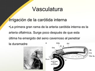 Vasculatura
Irrigación de la carótida interna
•La primera gran rama de la arteria carótida interna es la
arteria oftalmica. Surge poco después de que esta
última ha emergido del seno cavernoso al penetrar
la duramadre
 