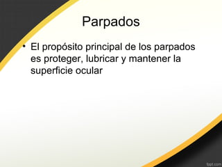 Parpados
• El propósito principal de los parpados
es proteger, lubricar y mantener la
superficie ocular
 