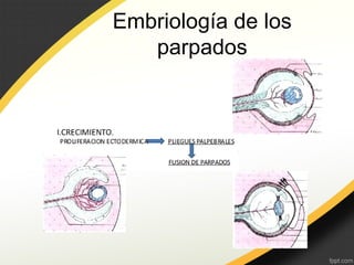 Parpados
Embriología de los
parpados
 