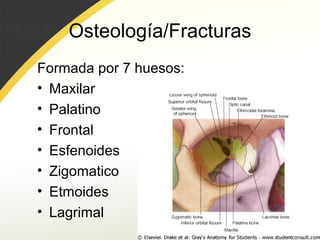 Osteología/Fracturas
Formada por 7 huesos:
• Maxilar
• Palatino
• Frontal
• Esfenoides
• Zigomatico
• Etmoides
• Lagrimal
 