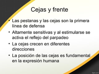 Cejas y frente
• Las pestanas y las cejas son la primera
línea de defensa
• Altamente sensitivas y al estimularse se
activa el reflejo del parpadeo
• La cejas crecen en diferentes
direcciones
• La posición de las cejas es fundamental
en la expresión humana
 