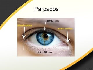 Parpados
 