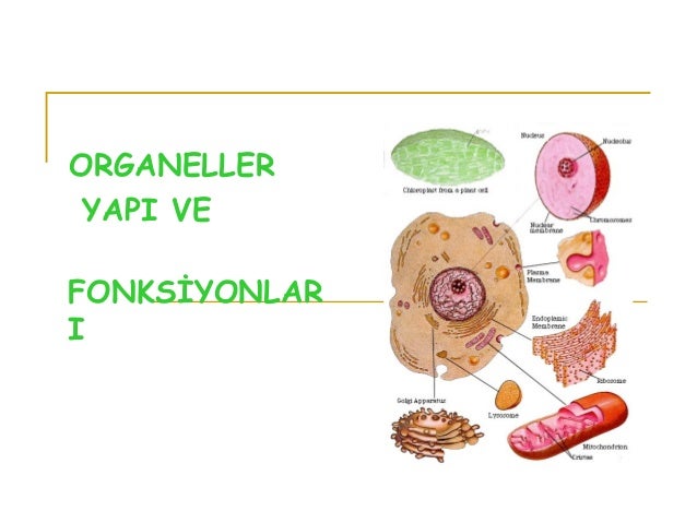1.sÄ±nÄ±f2h organeller yapÄ± ve fonksiyonlarÄ±