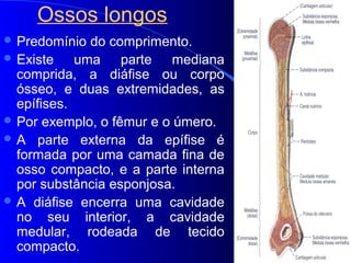 Ossos longos
 Predomínio do comprimento.
 Existe uma parte mediana
comprida, a diáfise ou corpo
ósseo, e duas extremidades, as
epífises.
 Por exemplo, o fêmur e o úmero.
 A parte externa da epífise é
formada por uma camada fina de
osso compacto, e a parte interna
por substância esponjosa.
 A diáfise encerra uma cavidade
no seu interior, a cavidade
medular, rodeada de tecido
compacto.
 