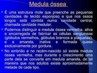 Medula óssea
 É uma estrutura mole que preenche as pequenas
cavidades de tecido esponjoso e que nos ossos
longos está contida numa cavidade central,
chamada cavidade medular.
 Podemos distinguir a medula óssea vermelha, ativa
e encarregada de fabricar as células sanguíneas
(glóbulos vermelhos, glóbulos brancos e plaquetas),
e a amarela, inativa e formada quase
exclusivamente por gordura.
 No embrião e no recém-nascido só existe medula
óssea vermelha, mas durante o crescimento uma
parte dela se converte em medula amarela, de tal
maneira que nos adultos existe aproximadamente
metade de cada tipo.
 